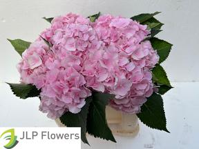 Hydrangea verena