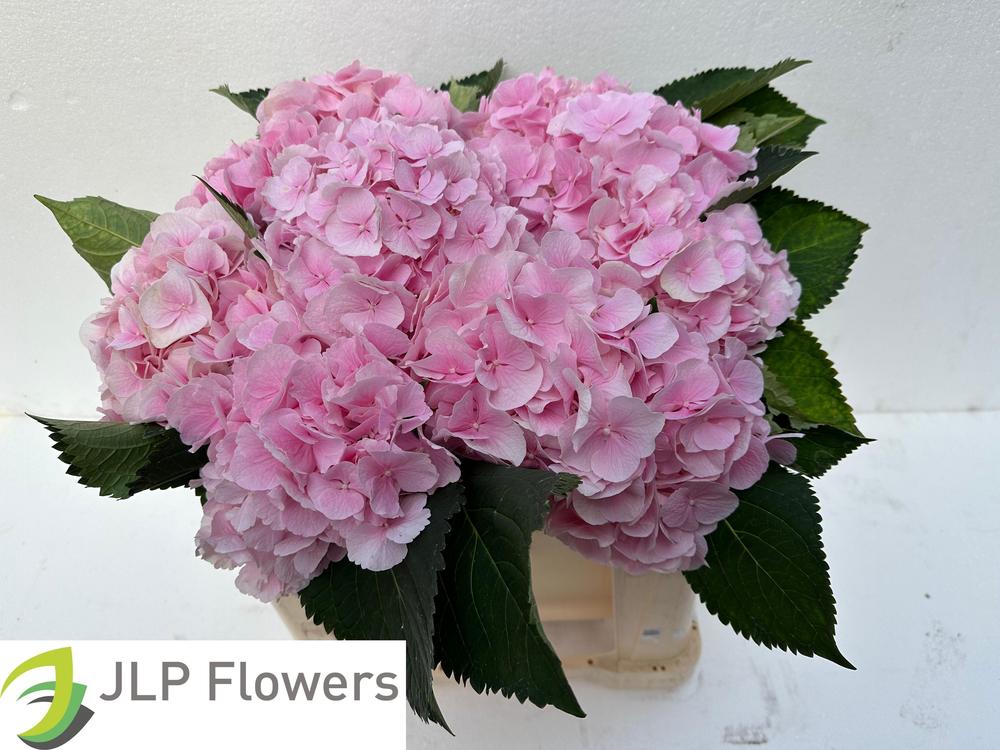 Hydrangea verena