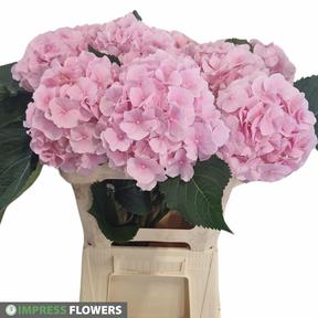 Hydrangea verena
