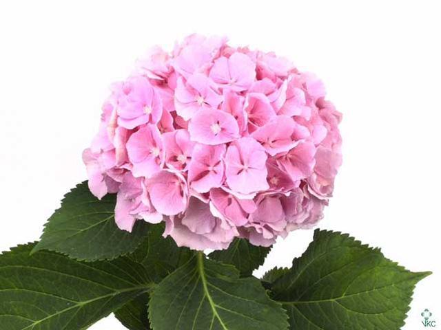Hydrangea verena