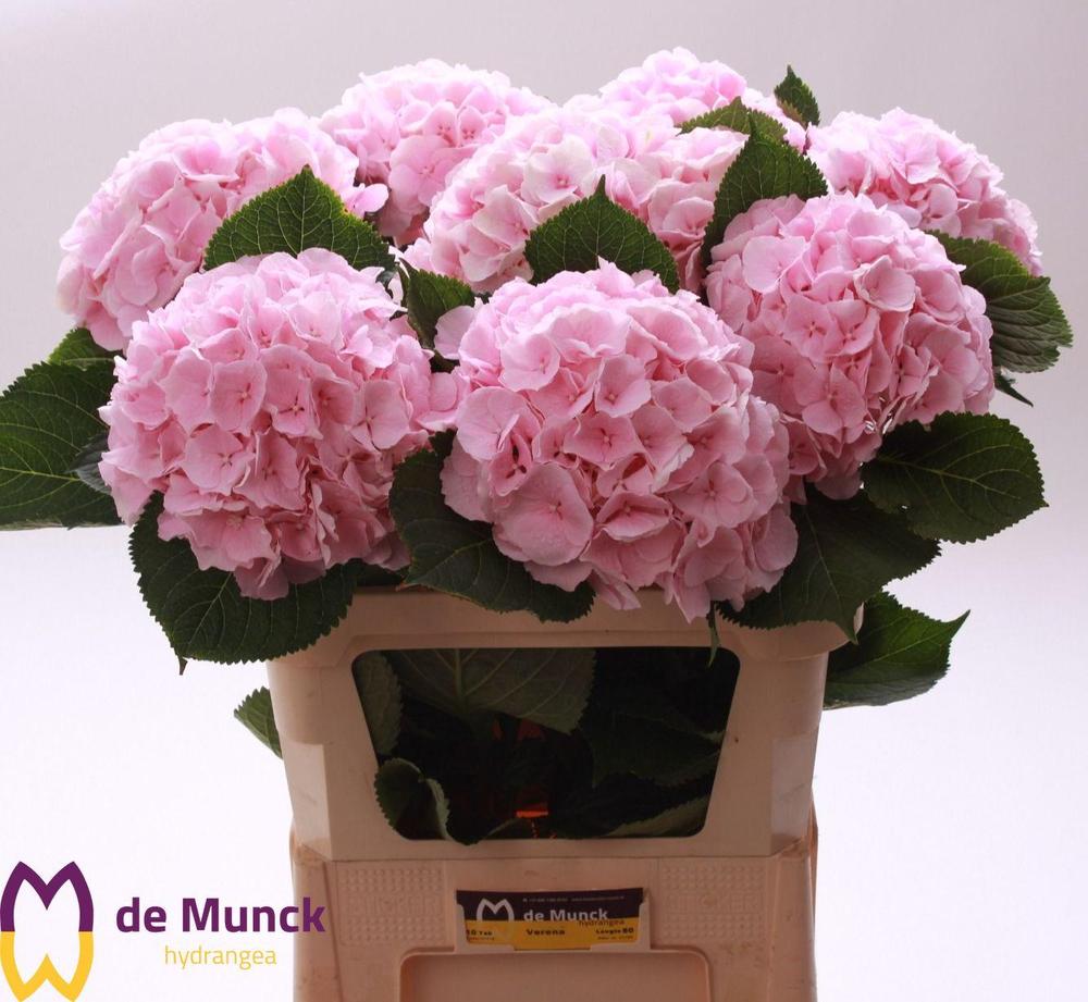 Hydrangea verena