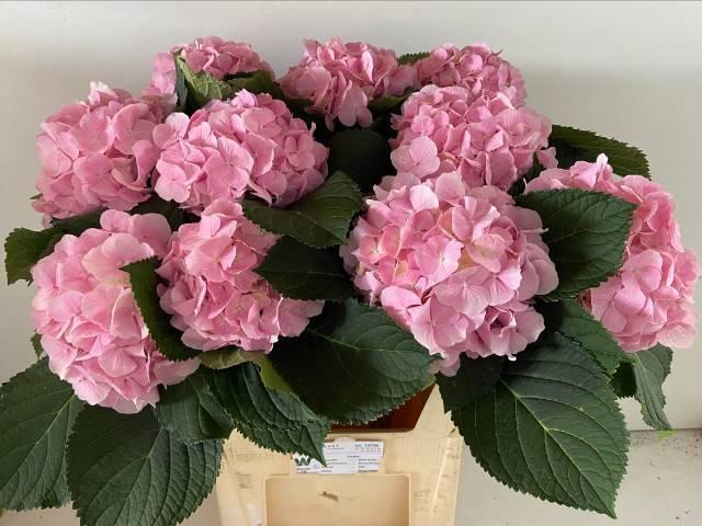 Hydrangea verena