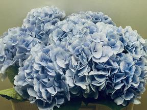 Hydrangea verena blauw