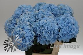 Hydrangea verena blauw
