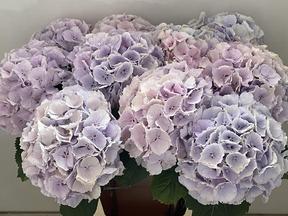 Hydrangea verena blauw