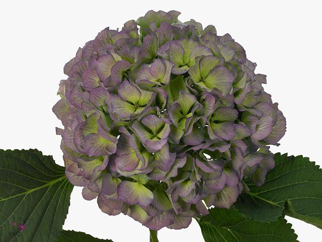 Hydrangea verena blauw classic