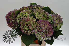 Hydrangea verena blauw classic