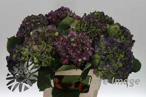 Hydrangea verena blauw classic