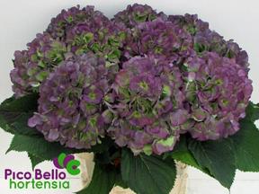 Hydrangea verena blauw classic