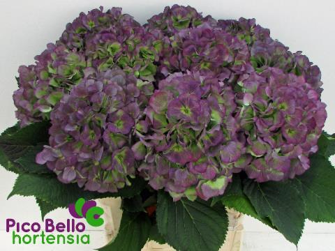 Hydrangea verena blauw classic