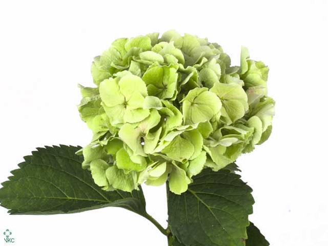 Hydrangea verena classic