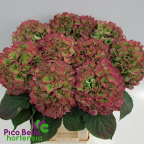 Hydrangea verena classic