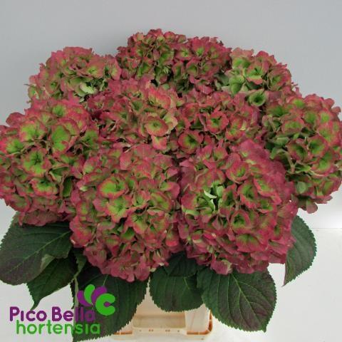 Hydrangea verena classic