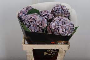 Hydrangea wax