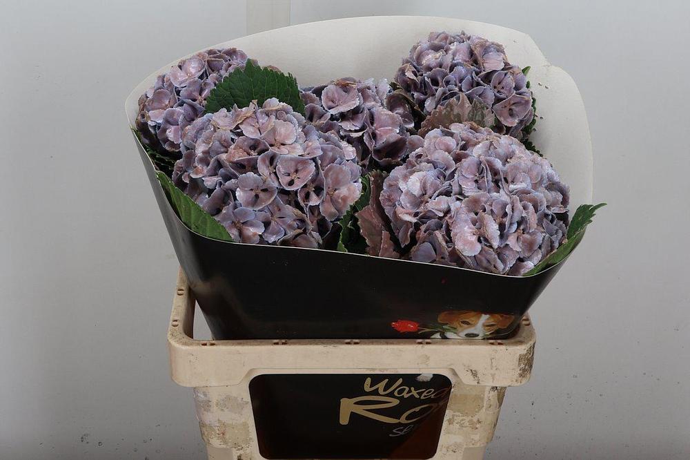 Hydrangea wax
