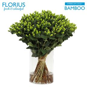 Hypericum coco bamboo