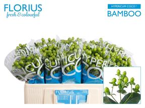 Hypericum coco bamboo