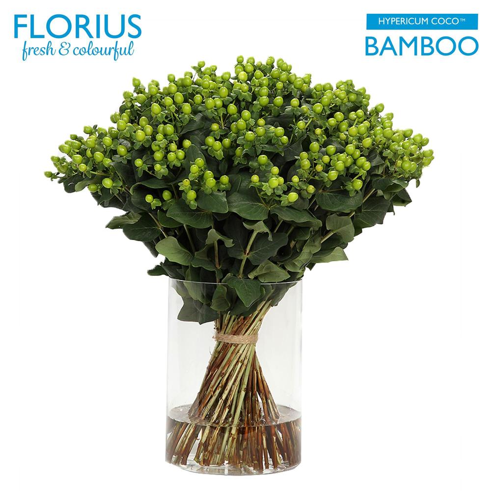 Hypericum coco bamboo