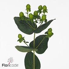 Hypericum coco bamboo