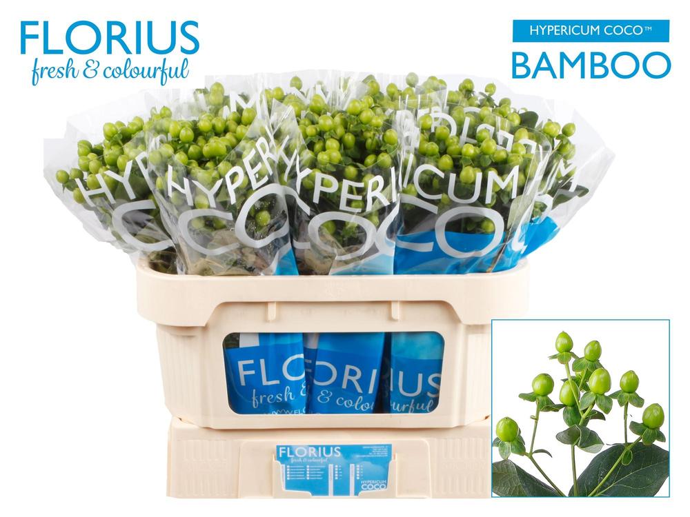 Hypericum coco bamboo