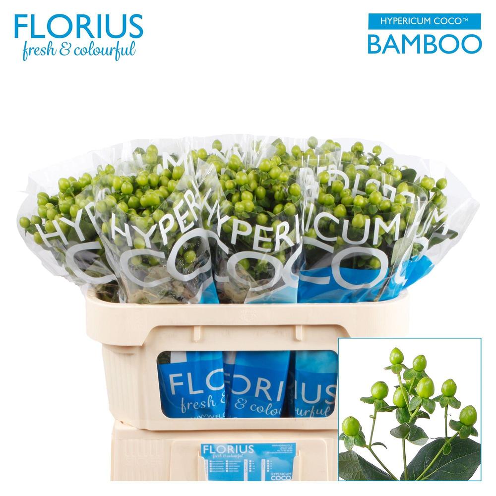 Hypericum coco bamboo