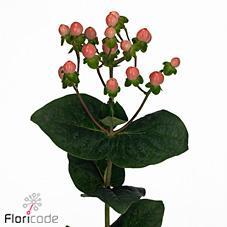 Hypericum coco casino