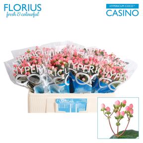 Hypericum coco casino