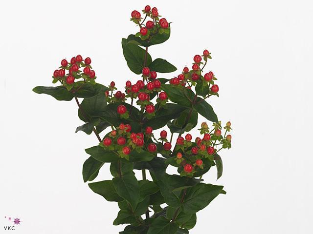 Hypericum coco rio