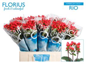 Hypericum coco rio