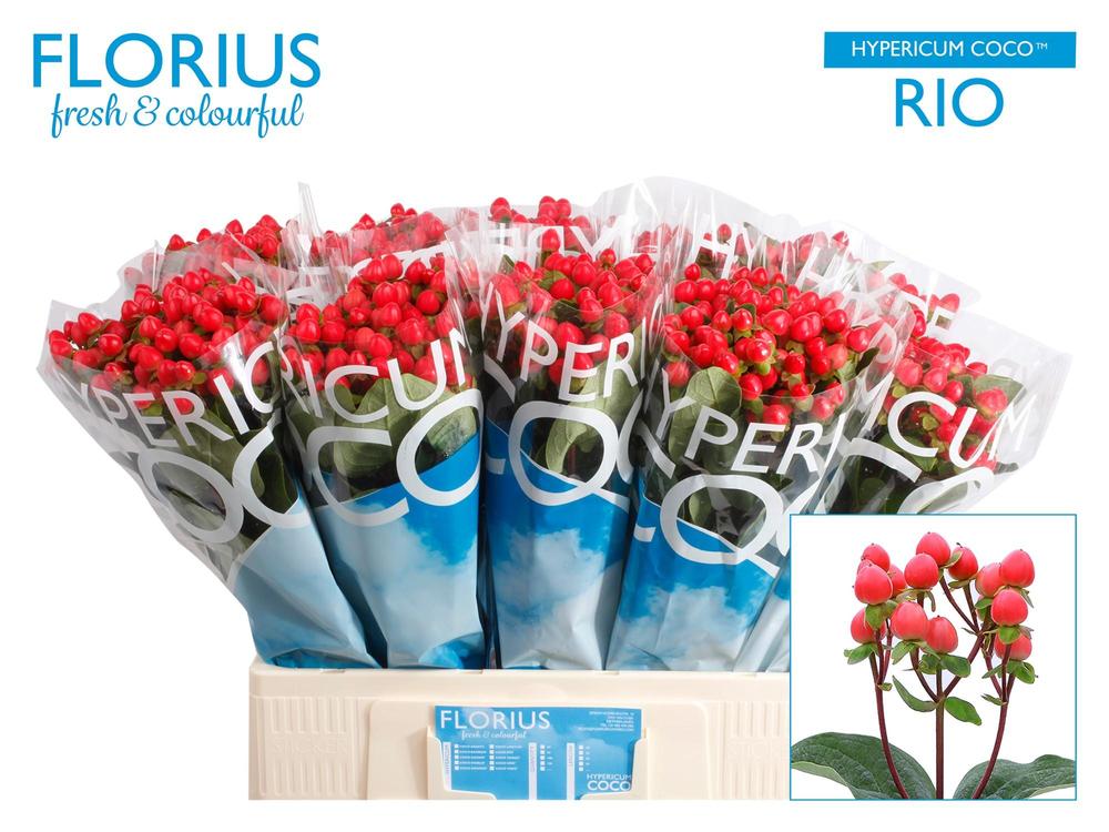 Hypericum coco rio