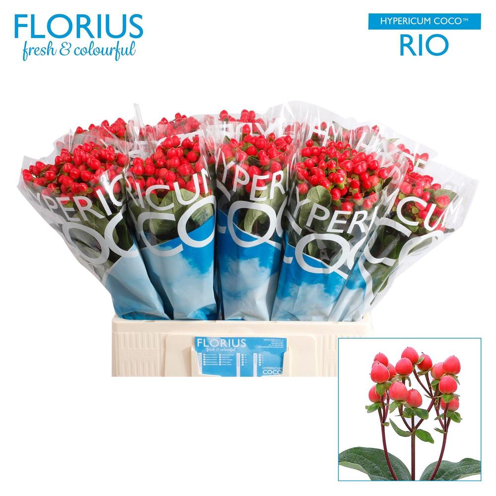 Hypericum coco rio