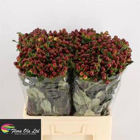Hypericum magical seasons