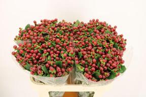 Hypericum magical seasons