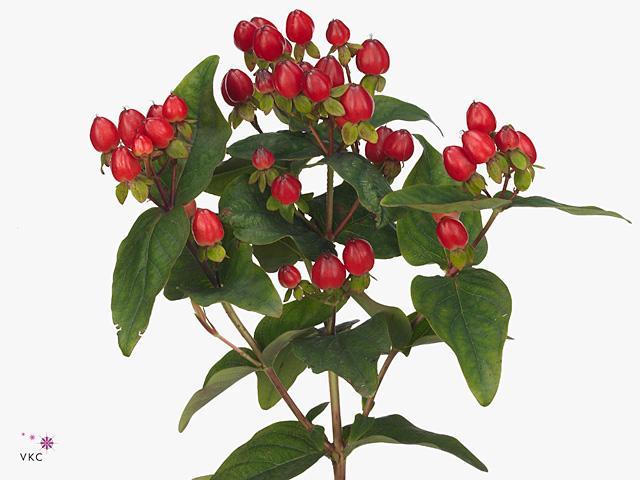 Hypericum magical triumph