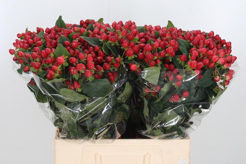 Hypericum magical triumph