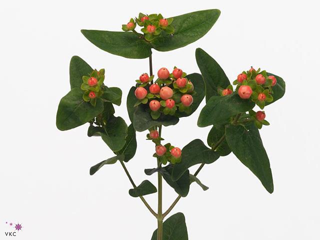 Hypericum sweet romance