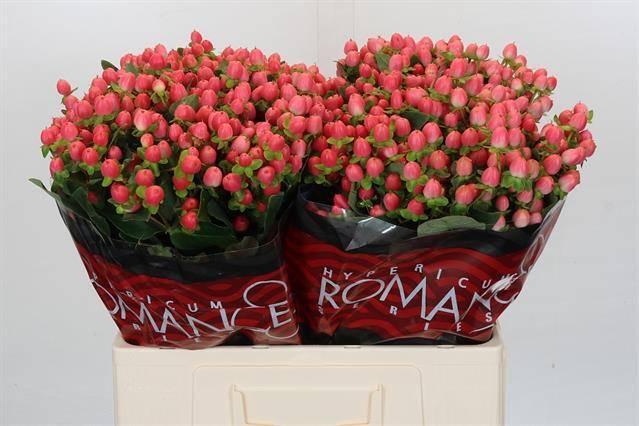 Hypericum sweet romance