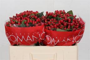 Hypericum true romance