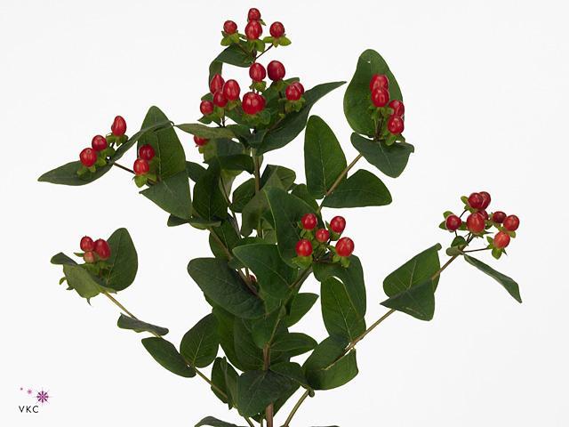 Hypericum true romance