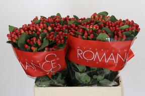 Hypericum true romance