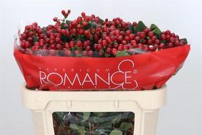 Hypericum true romance