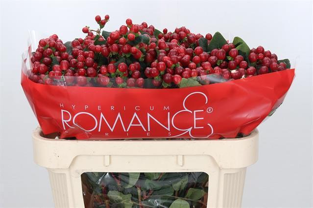 Hypericum true romance