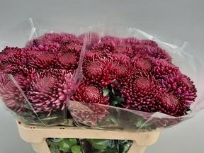 Chrys gp bigoudi purple
