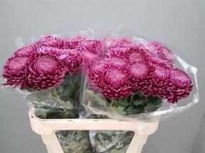 Chrys gp bigoudi purple