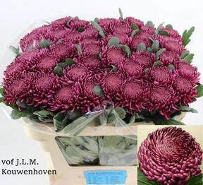 Chrys gp bigoudi purple