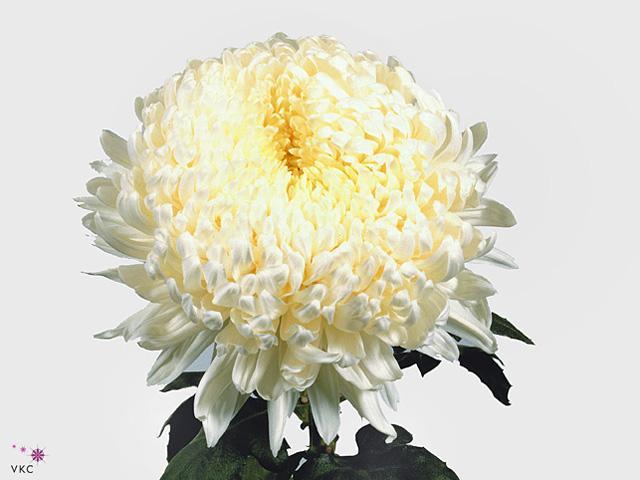 Chrys gp fred shoesmith