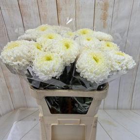 Chrys gp fred shoesmith