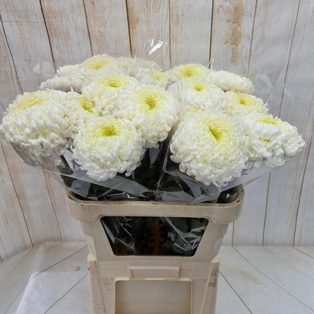 Chrys gp fred shoesmith