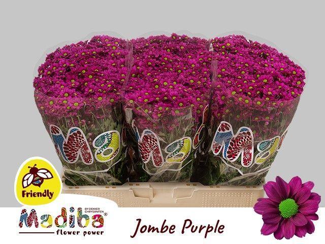 Chrys sa madiba jonbe purple