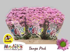 Chrys sa madiba tanga pink